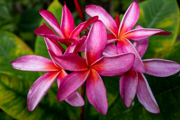 Red, Yellow, and Pink Plumeria Bouquet with a Green Backdrop.