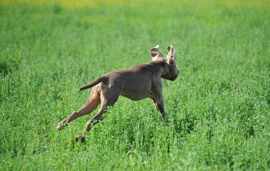 a weimaraner breed dog playing in the field