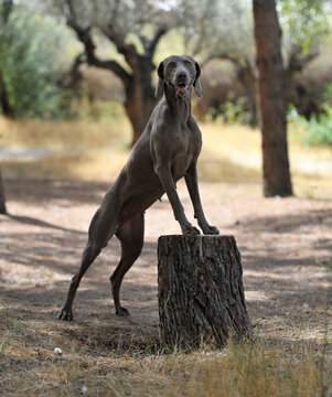 un bonito perro braco de weimar