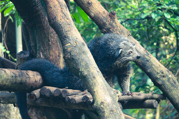 This is photo of a binturong at Ragunan Zoo.