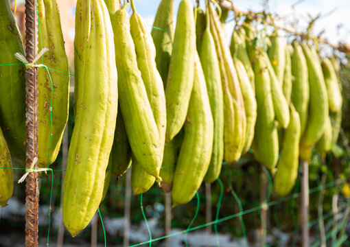 Ripe Luffa fruits drying in sun at garden