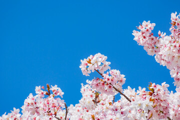 青空を背景に暖流桜のクローズアップ	
