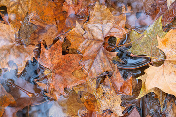 Fallen leaves gather on the edge of a stream