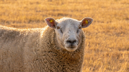 sheep farm. Sheep portrait. White lamb in paddock.Breeding and rearing sheep.Sheep woolen breeds.