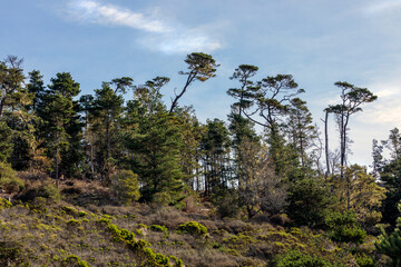 Monterey Pines 3