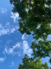 sky and trees