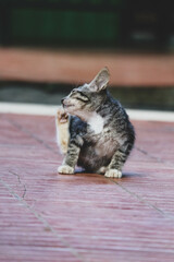 Photo of a stray cat with bokeh.