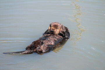 California Sea Otter Moss Landing