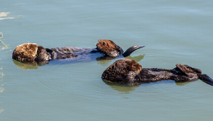 California Sea Otter Moss Landing