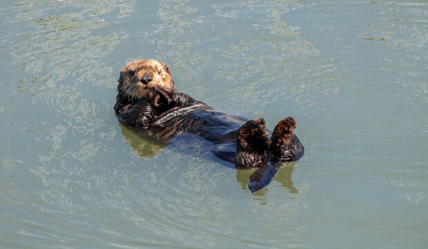 California Sea Otter Moss Landing