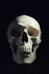 White human skull with teeth on black background