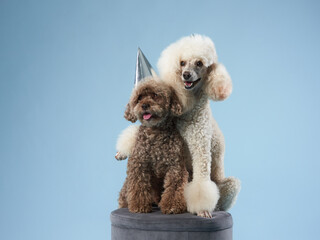 funny two dogs in a festive cap. curly pet on party
