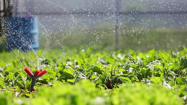 An automatic spinning sprinkler sprinkles water on the beet crop in the beds under the bright sun. Watering a young crop growing in the open. 