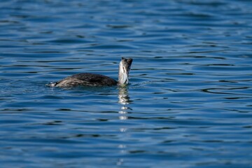 ゲットした魚を美味しそうに食べるカンムリカイツブリ