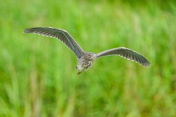 グリーンバックに優雅に飛ぶゴイサギ幼鳥