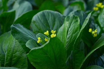 Obraz premium Green vegetables are organic vegetables.