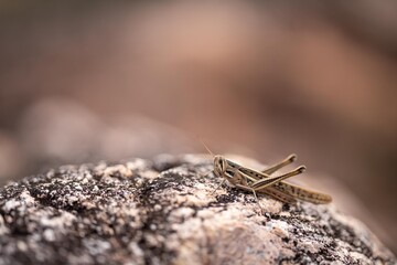 grass hopper on a rock in asia
