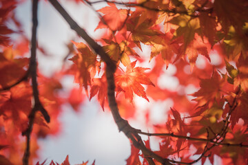 red autumn leaves - Powered by Adobe