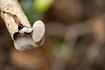 mushroom growing on a tree in a tropical rainforest