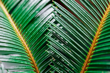 Leaves of Cycas. Close-up. Selective focus. Natural green background