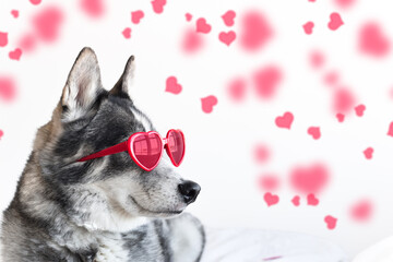 Side portrait of husky dog in red heart shaped glasses with copy space