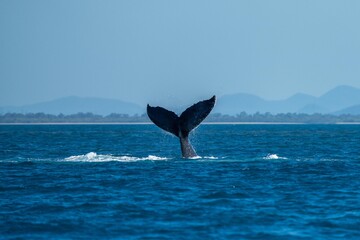 whale tail of a humpback whale in queensland australia © Phoebe