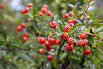 Fototapeta premium red berries of firethorn, pyracantha p. coccinea