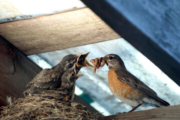 An adult Robin brings a beak full of worms to three hungry fledglings.