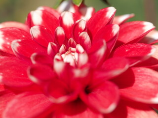 ダリアdahlia