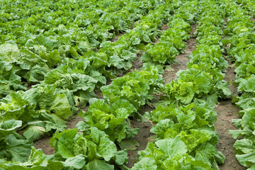 green vegetables cabbage grows in the field. 