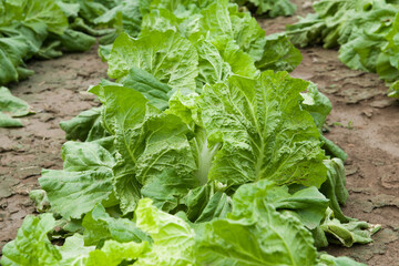 green vegetables cabbage grows in the field. 