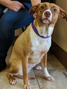 Nervous Tan Brown White Medium To Large Sized Dog At Shelter Vet With Purple Leash, Sitting On Floor Facing Camera