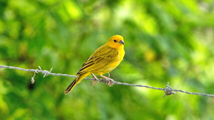 Saffron finch (Sicalis flaveola) perched on a strand of barbed wire at the La Segua Wetlands near Chone, Ecuador