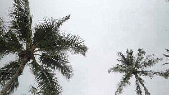 View of coconut palm trees against sky near beach on the tropical island.