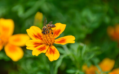 Marigold flower and Asian honey bee.