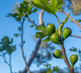 Fresh green figs growing on a tree against a blue sky background in Sava, Italy