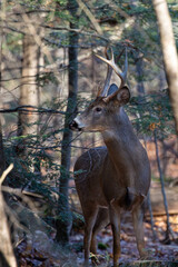 Naklejka na ściany i meble White-tailed deer buck (odocoileus virginianus) standing in a Wisconsin forest