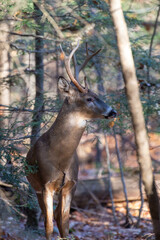 Naklejka na ściany i meble White-tailed deer buck (odocoileus virginianus) standing in a Wisconsin forest