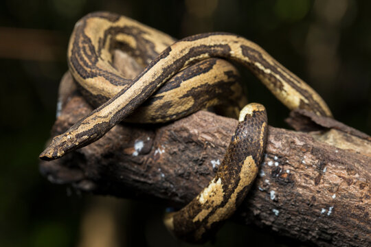  the Indonesian tree boa Candoia carinata or  Pacific ground boa snake