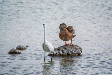The small white heron or Little egret stands in the lake