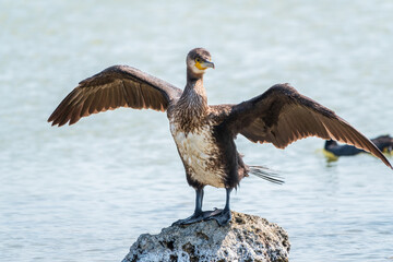 Great cormorant, Phalacrocorax carbo, sits on stone and dries its wings on the wind.