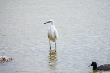 The small white heron or Little egret stands in the lake