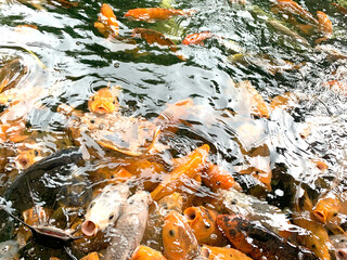 Dozens of koi fish and catfish piled on top of each other for food