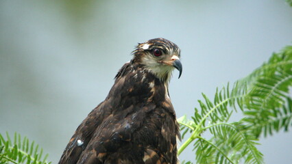 Close up of a snail kite (Rostrhamus sociabilis) perched in a tree at the La Segua Wetlands near Chone, Ecuador