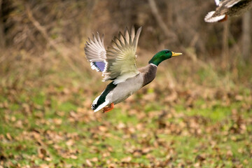 mallard duck