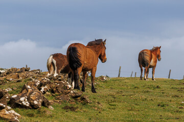 Fototapeta na wymiar Brown wild horses grazing in the mountains of A Capelada