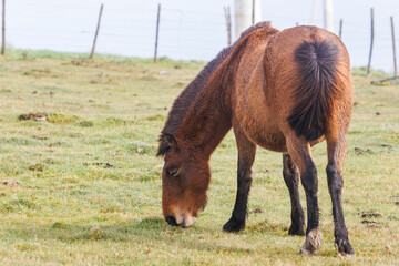 Brown wild horses grazing in the mountains of A Capelada