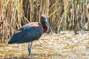 The glossy ibis, latin name Plegadis falcinellus, searching for food in the shallow lagoon.