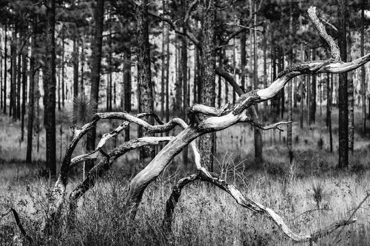 Natural Abstract Tree Wood Art in Ocala State National Forest Florida - Black and White or Monochrome - Is it Natures Art?