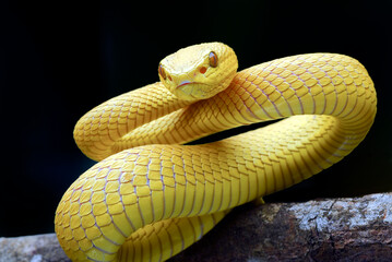 White-lipped tree viper on a tree branch